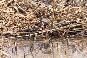 Water Rail (Rallus aquaticus).