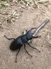 Hirschkäfer (Lucanus cervus) - männlich, 7 cm groß
