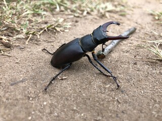 Hirschkäfer (Lucanus cervus) - männlich, 7 cm groß