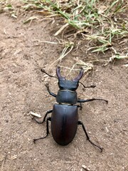 Hirschkäfer (Lucanus cervus) - Männchen, 6 cm groß