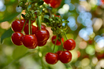 branch of ripe cherries close up