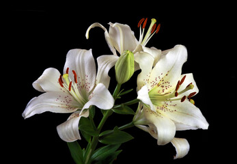 white lily flowers isolated on black. close up.