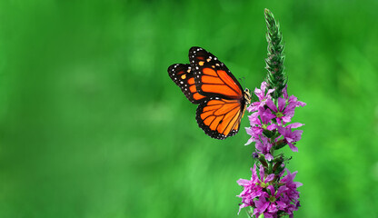 Fototapeta na wymiar colorful monarch butterfly on purple flowers. butterfly on flowers 
