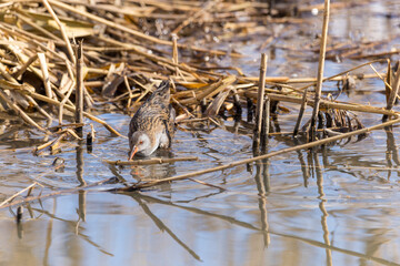 Water Rail (Rallus aquaticus).