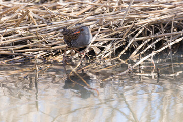 Water Rail (Rallus aquaticus).