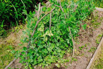 Green peas in pods harvest on the bed, natural organic pea sprouts in summer 