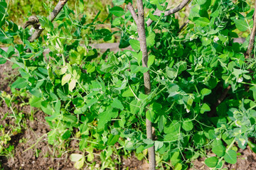 Green peas in pods harvest on the bed, natural organic pea sprouts in summer 
