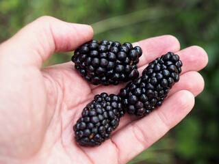 Very large berries of ripe blackberries in the palm for size comparison