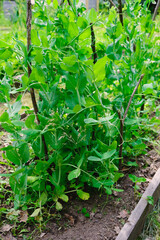 Green peas in pods harvest on the bed, natural organic pea sprouts in summer 