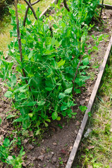 Green peas in pods harvest on the bed, natural organic pea sprouts in summer 