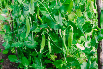 Fototapeta premium Green peas in pods harvest on the bed, natural organic pea sprouts in summer 