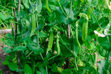 Fototapeta premium Green peas in pods harvest on the bed, natural organic pea sprouts in summer 
