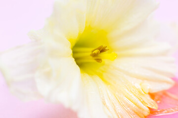 White-yellow narcissus on the pink background. Close up, macro photo. Beautiful spring flowers. Natural wallpaper.