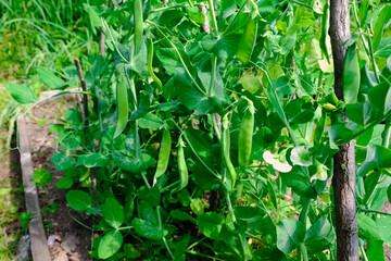 Green peas in pods harvest on the bed, natural organic pea sprouts in summer 