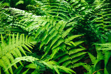 Fern growing in the forest. Green leaves of plants.