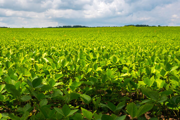 Endless field with soybeans. Eco friendly agriculture modern ideas. Harvesting. Soya bean sprout growing on an industrial scale. Summer landscape, Wallpaper with the blue sky.
