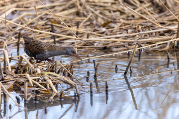 Water Rail (Rallus aquaticus).