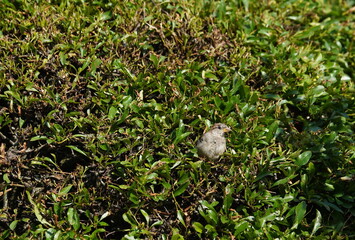 garden,hedge,sparrow,habitat,