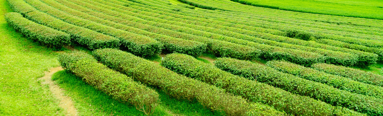 Panorama of green tea, plantation or green tea field