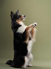portrait of a dog on a green background. obedient border collie in studio