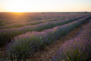 Fototapeta na wymiar A landscape of lavender fields in the sunset