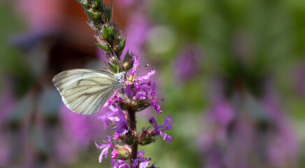 Small white butterfly or Pieris rapae on purple Loosestrife or Lythrum flower with blurred garden background. Focus on the head and antennas of the cabbage butterfly. Copy space