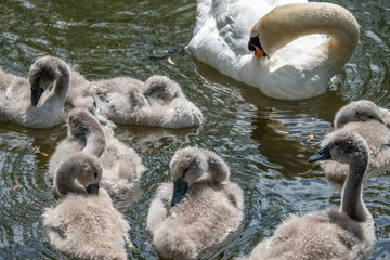 elegant swan with her beautiful young cygnets on the river