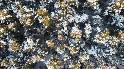 Snowy Bavarian winter pine tree forest. Trees are partially covered with icy snow. View from above taken by a drone. 