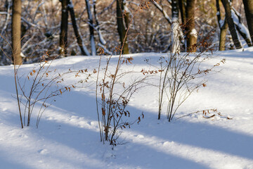 bushes in the snow