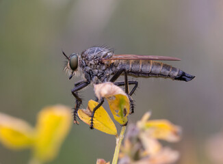 Robberfly macro on 
