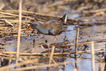 Water Rail (Rallus aquaticus).