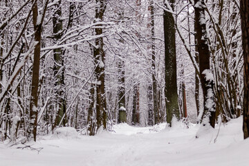 Obraz premium Beautiful winter forest with a beaten path