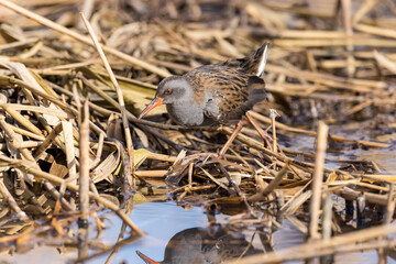 Water Rail (Rallus aquaticus).