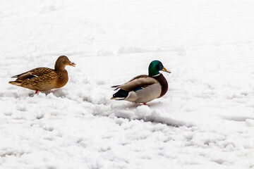 Ducks and drakes walk on snow and on a frozen lake