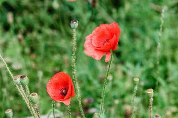 wonderful red poppies in green grass