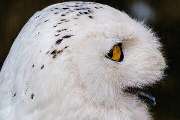 Naklejka premium beautiful white owl with yellow eyes and beak