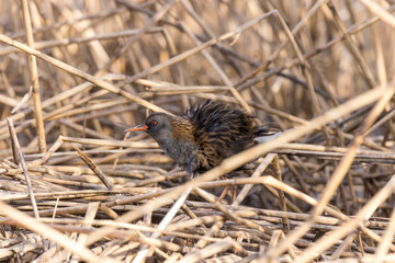 Water Rail (Rallus aquaticus).