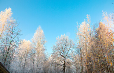 frosty winter forest trees in white frost