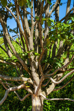 Beige textured trunk of Rows of Parrotia persica or Persian iron tree near mirror maze in public city park of Krasnodar or Galitsky Park. Sunny summer 2021.