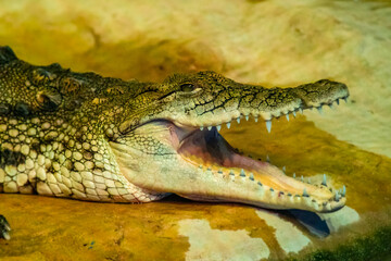 Fototapeta premium crocodile with open mouth with large teeth