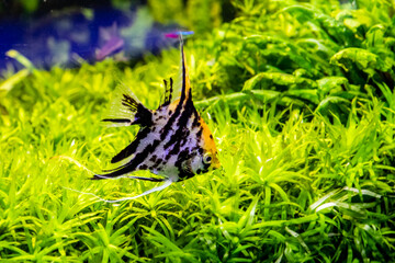 Pterophyllum scalare fish