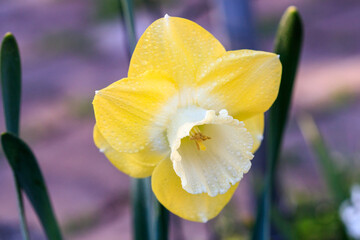 beautiful summer Cyclameniform daffodils - Cyclamineus