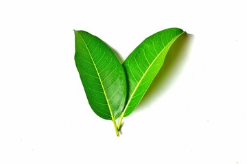 Obraz premium green leaf isolated on white