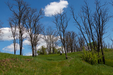 beautiful trees against the blue sky and clouds