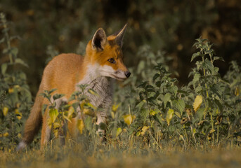 Red fox (Vulpes vulpes) in grass setting
