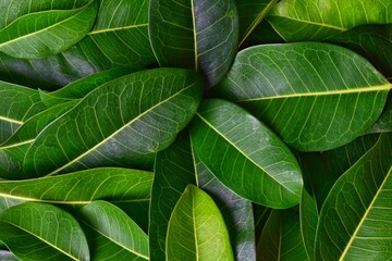 green leaf background