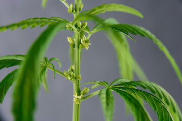 Fototapeta premium Cannabis plant with leaves and seeds close up on grey background