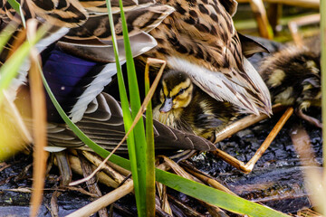 duck with ducklings swimming on the water body