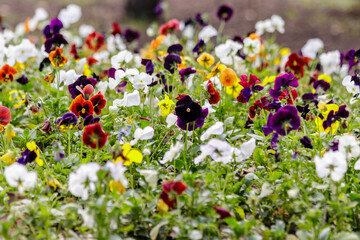 beautiful multi-colored flowers on the flower bed field