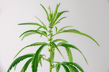 Cannabis plant with leaves and seeds close up on grey background
